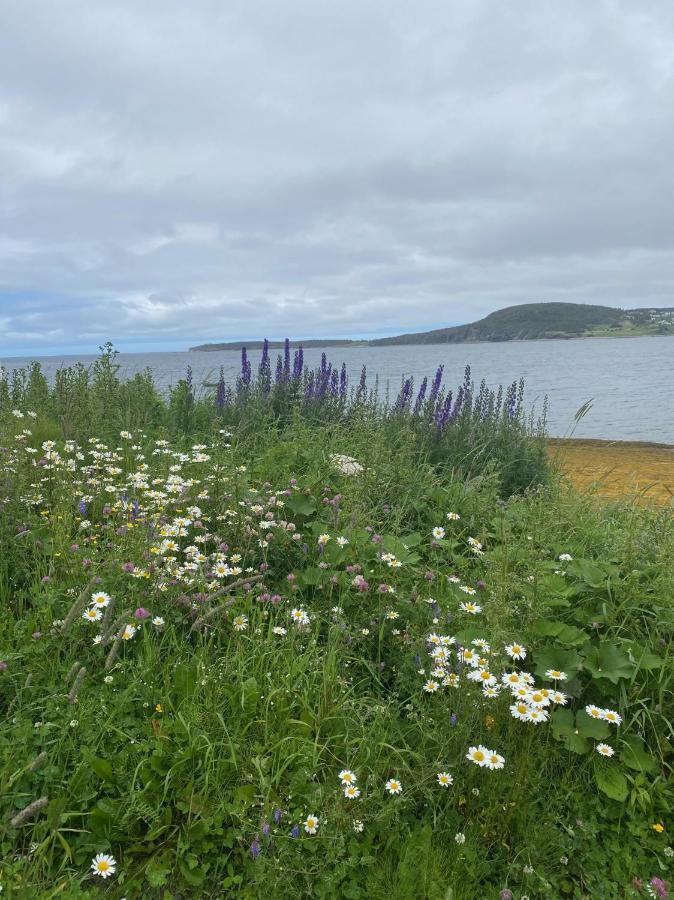 Villa Rocky Harbour Oceanfront Extérieur photo